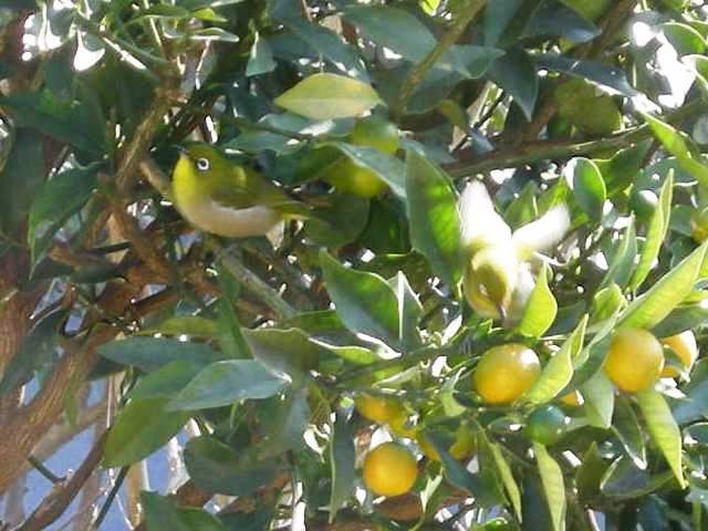 �悤�����I�uOPQ-Web�U���W�v�ցI