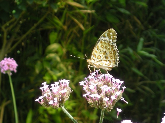 �悤�����I�uOPQ-Web�U���W�v�ցI