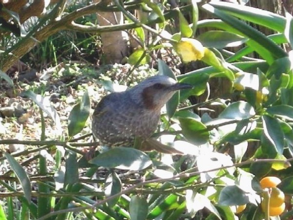 �悤�����I�uOPQ-Web�U���W�v�ցI