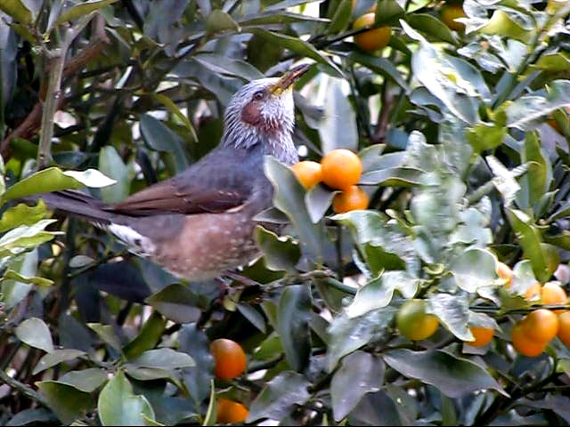 �悤�����I�uOPQ-Web�U���W�v�ցI