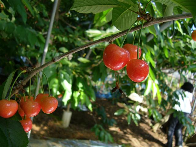 ♡�@�|�`�������ώ@�@♡