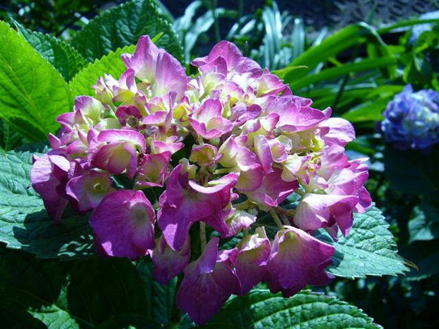 ♡�@�|�`�������ώ@�@♡