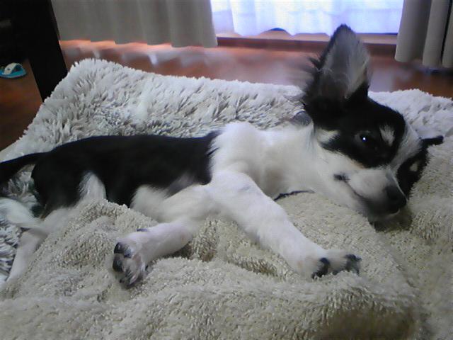 ♡�@�|�`�������ώ@�@♡