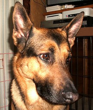 �����̃��C���N