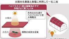 ꋓ̂biA}`AƁE됶̕soj
