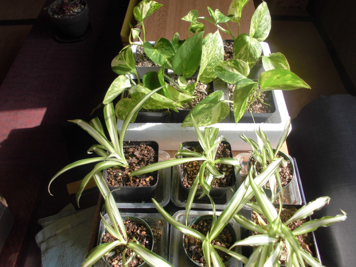 ĂтiA}`AƁE됶̕soj