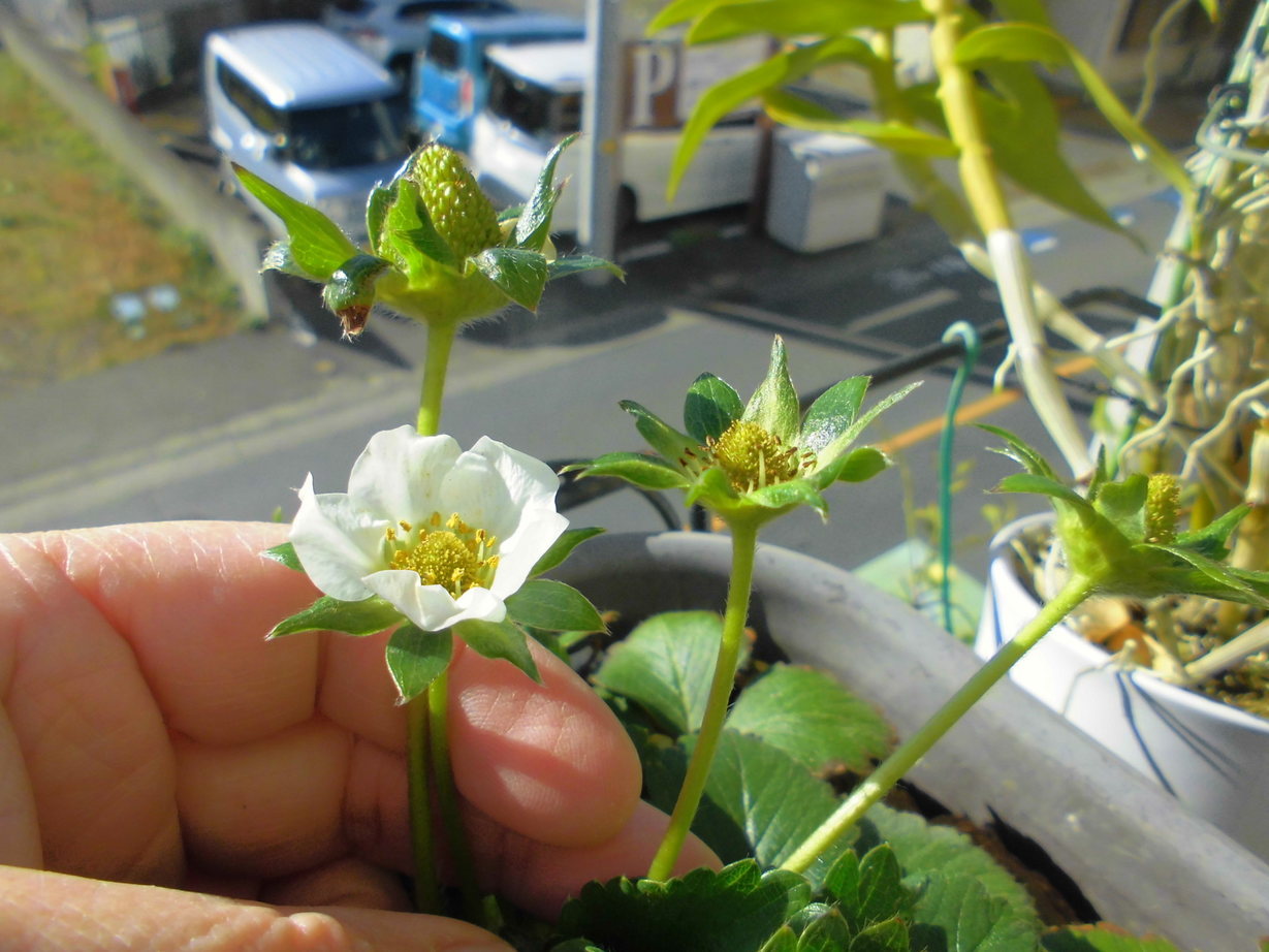 �C�`�S���������܂����i�A�}�`���A����ƁE�됶�̕s�o�j