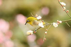 �A�}�`���A����ƁE�됶�̕s�o