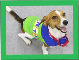 �A�}�`���A����ƁE�됶�̕s�o