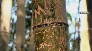 �A�}�`���A����ƁE�됶�̕s�o