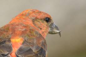 �A�}�`���A����ƁE�됶�̕s�o