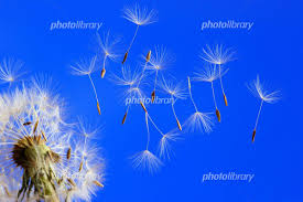 �A�}�`���A����ƁE�됶�̕s�o