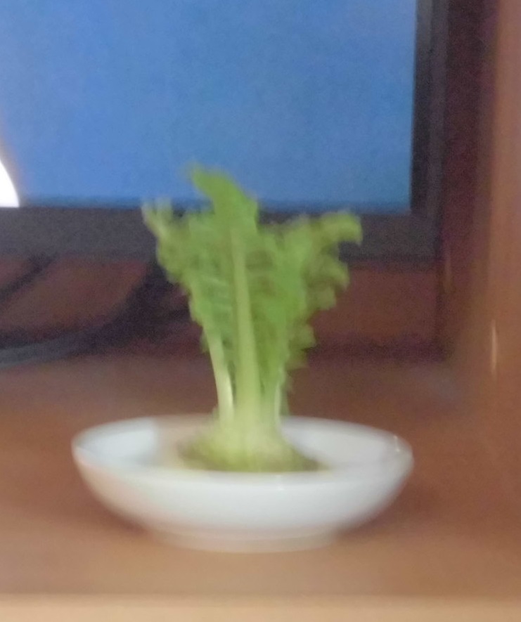 �卪���ϗt�A���Ɂi�A�}�`���A����ƁE�됶�̕s�o�j