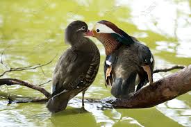 �A�}�`���A����ƁE�됶�̕s�o