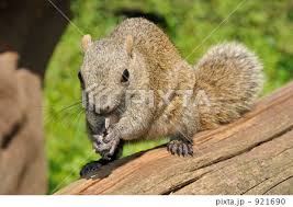 �A�}�`���A����ƁE�됶�̕s�o