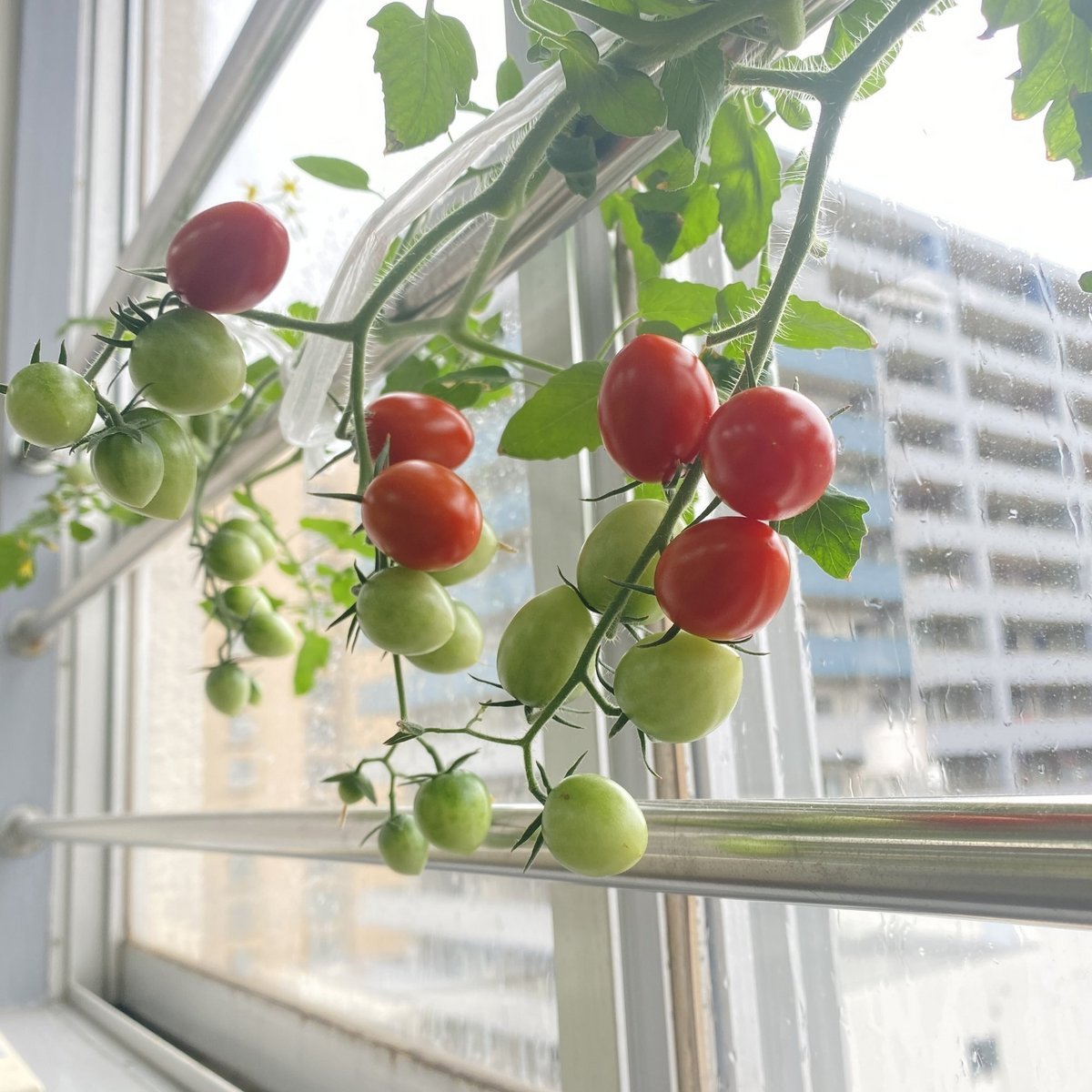 ���R���͔|�i�A�}�`���A����ƁE�됶�̕s�o�j