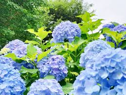 �A�}�`���A����ƁE�됶�̕s�o
