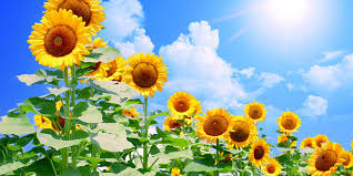 �A�}�`���A����ƁE�됶�̕s�o