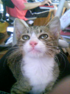 �����ƌ����L���\�t�g�������J