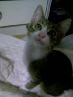 �����ƌ����L���\�t�g�������J