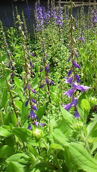 �V���[�x�b�g�̂�����