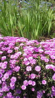 �V���[�x�b�g�̂�����