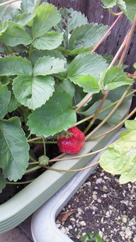 �V���[�x�b�g�̂�����