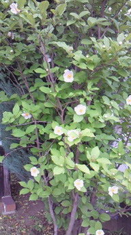 �V���[�x�b�g�̂�����