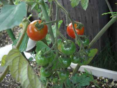 �V���[�x�b�g�̂�����