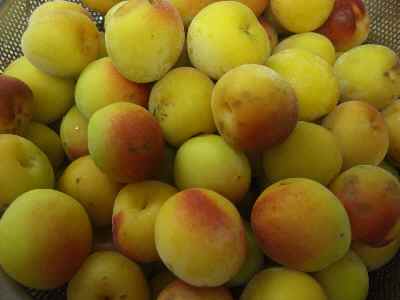 �V���[�x�b�g�̂�����