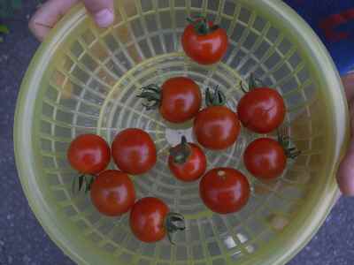 �V���[�x�b�g�̂�����