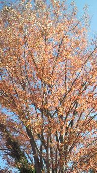 �V���[�x�b�g�̂�����