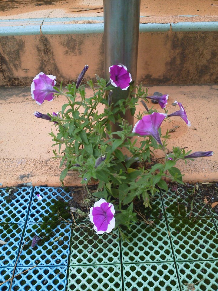 �V���[�x�b�g�̂�����