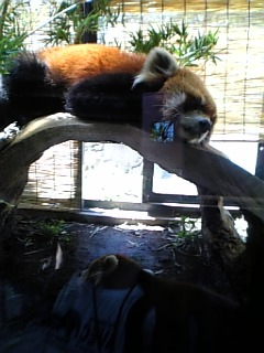 �V���[�x�b�g�̂�����