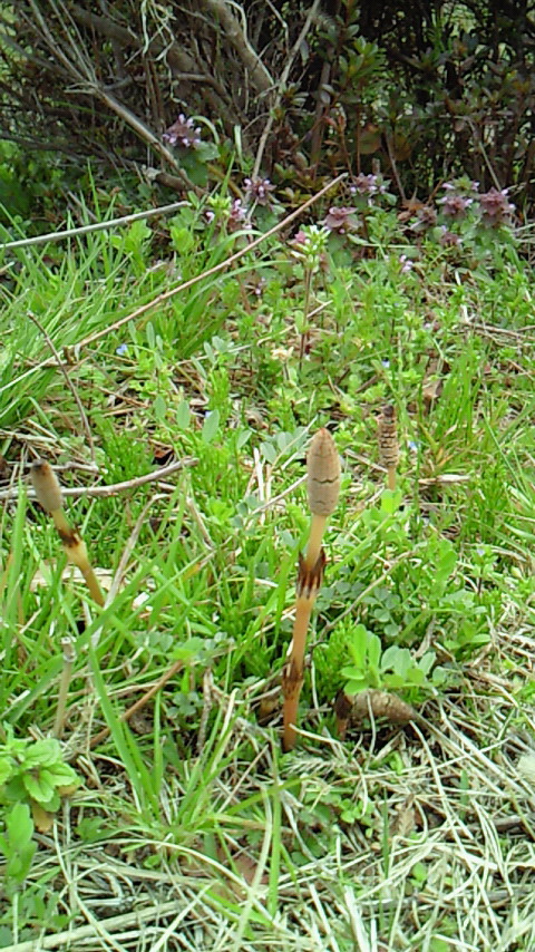 �V���[�x�b�g�̂�����