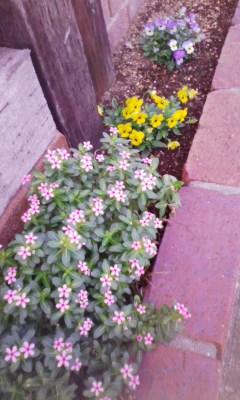 �V���[�x�b�g�̂�����