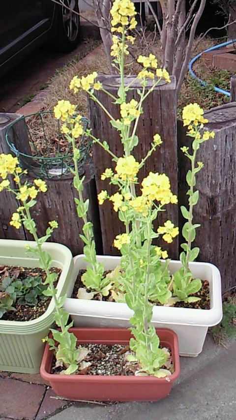 �V���[�x�b�g�̂�����