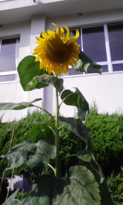 �V���[�x�b�g�̂�����