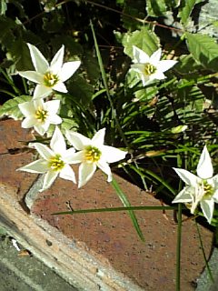 �V���[�x�b�g�̂�����