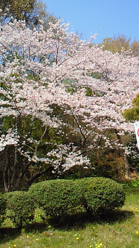 �V���[�x�b�g�̂�����