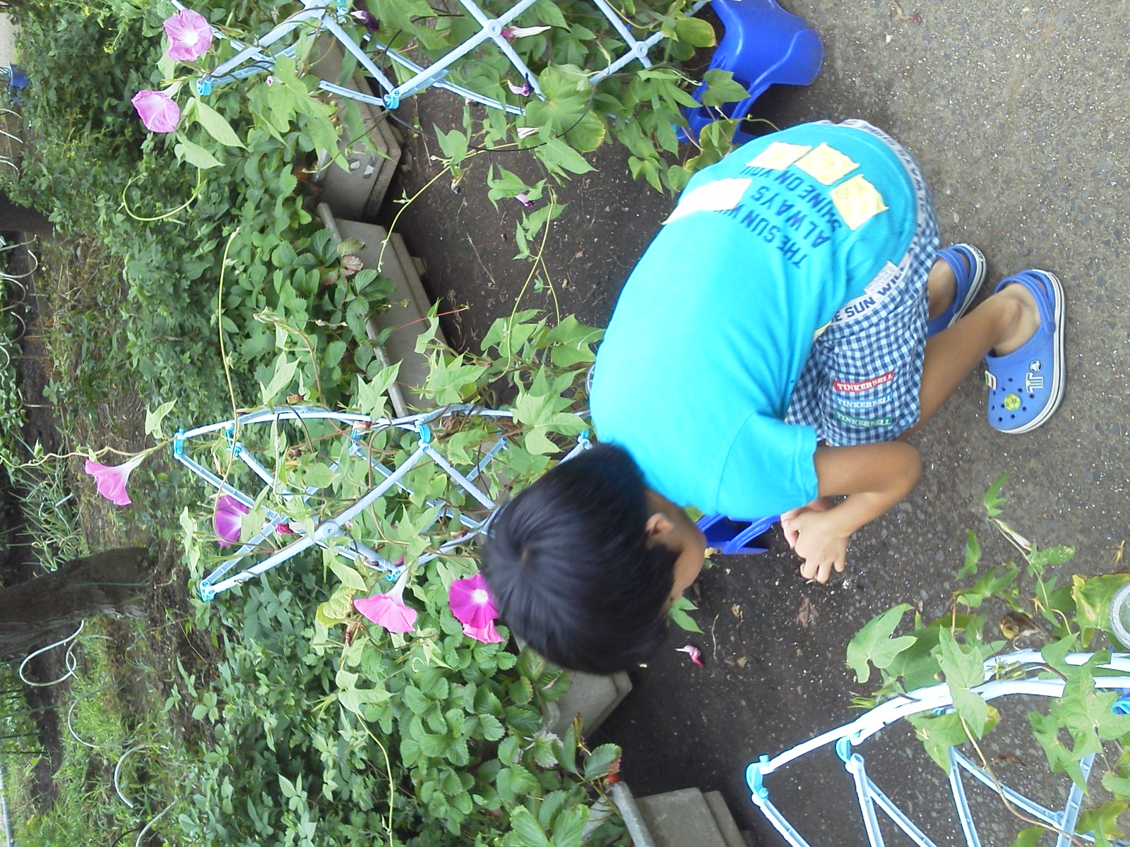 �V���[�x�b�g�̂�����