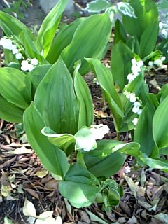 �V���[�x�b�g�̂�����