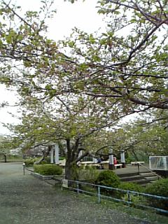 �V���[�x�b�g�̂�����