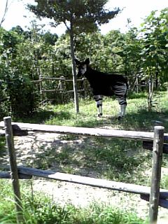 �V���[�x�b�g�̂�����