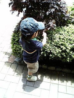 �V���[�x�b�g�̂�����