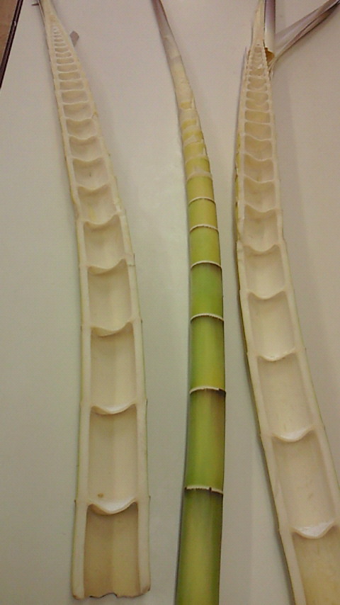 �V���[�x�b�g�̂�����