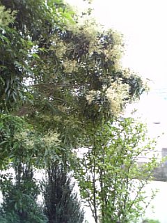 �V���[�x�b�g�̂�����