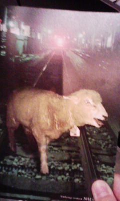 �V���[�x�b�g�̂�����