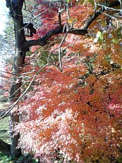 �V���[�x�b�g�̂�����