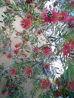 �V���[�x�b�g�̂�����